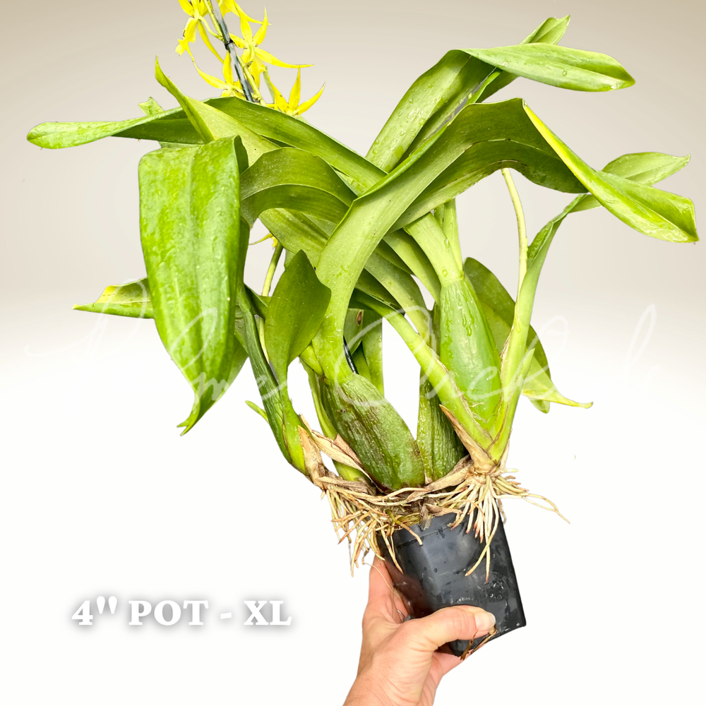 Alcra. Pacific Nova 'Hilo Star' — Palmer Orchids